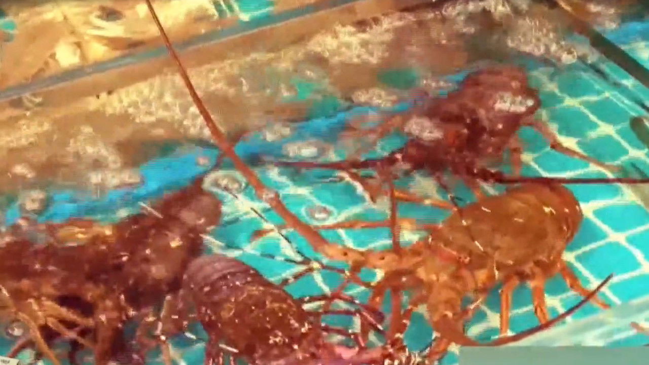 传奇故事 — Épisode 67