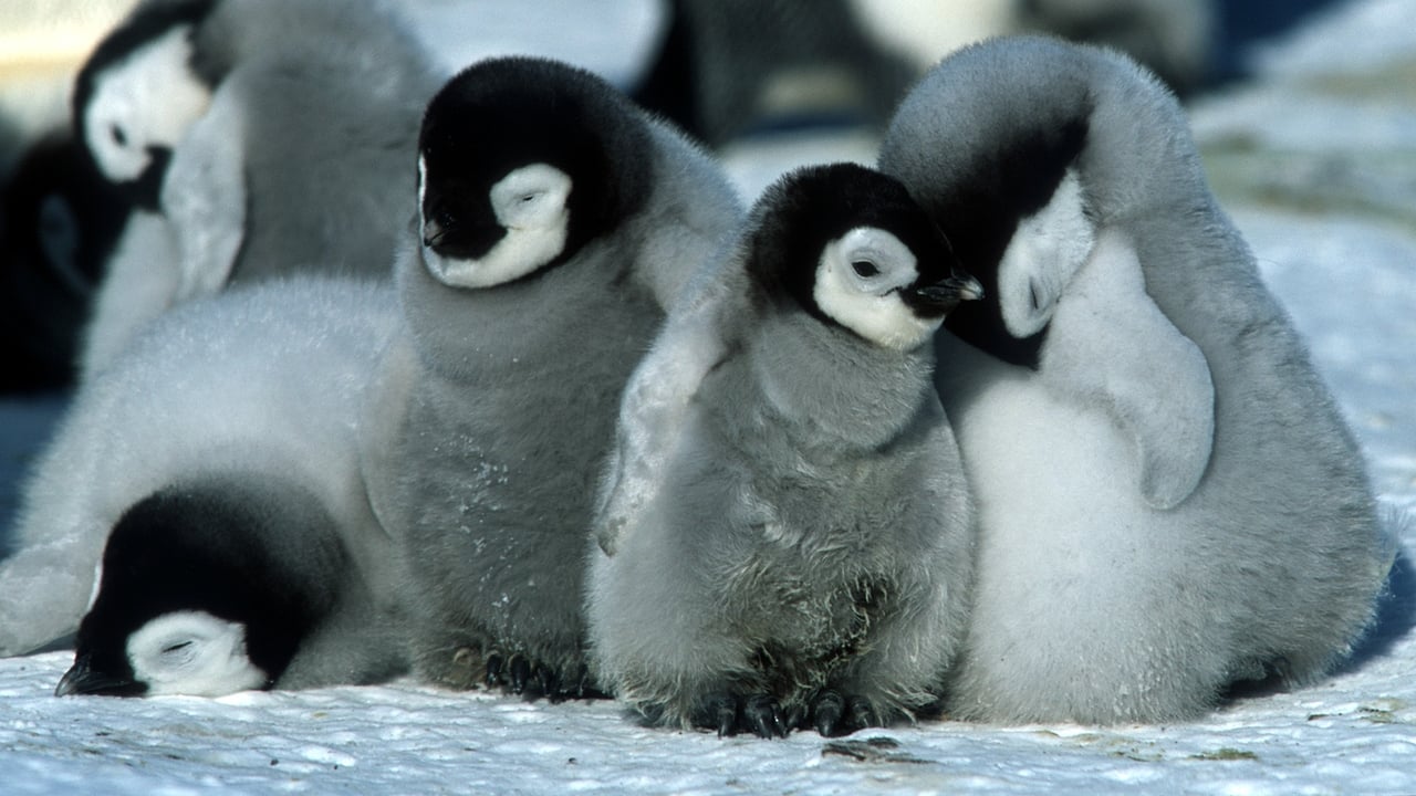 A Marcha dos Pinguins (2005)