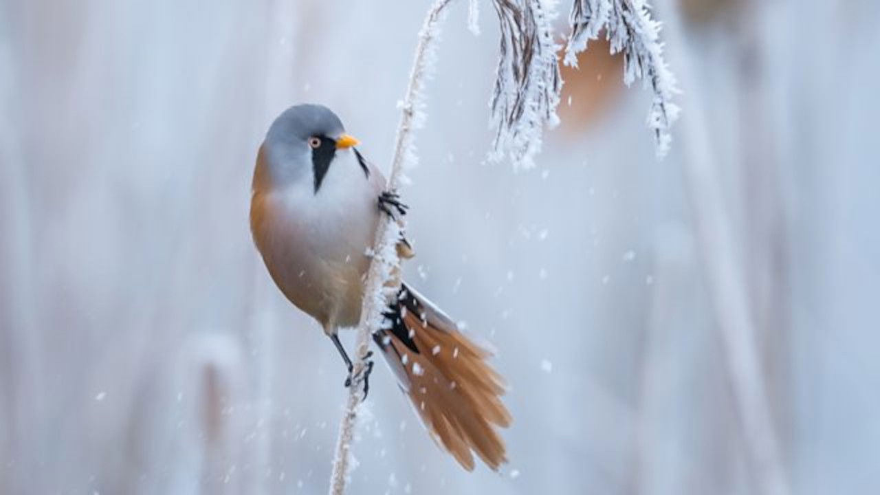 Winterwatch — Épisode 4