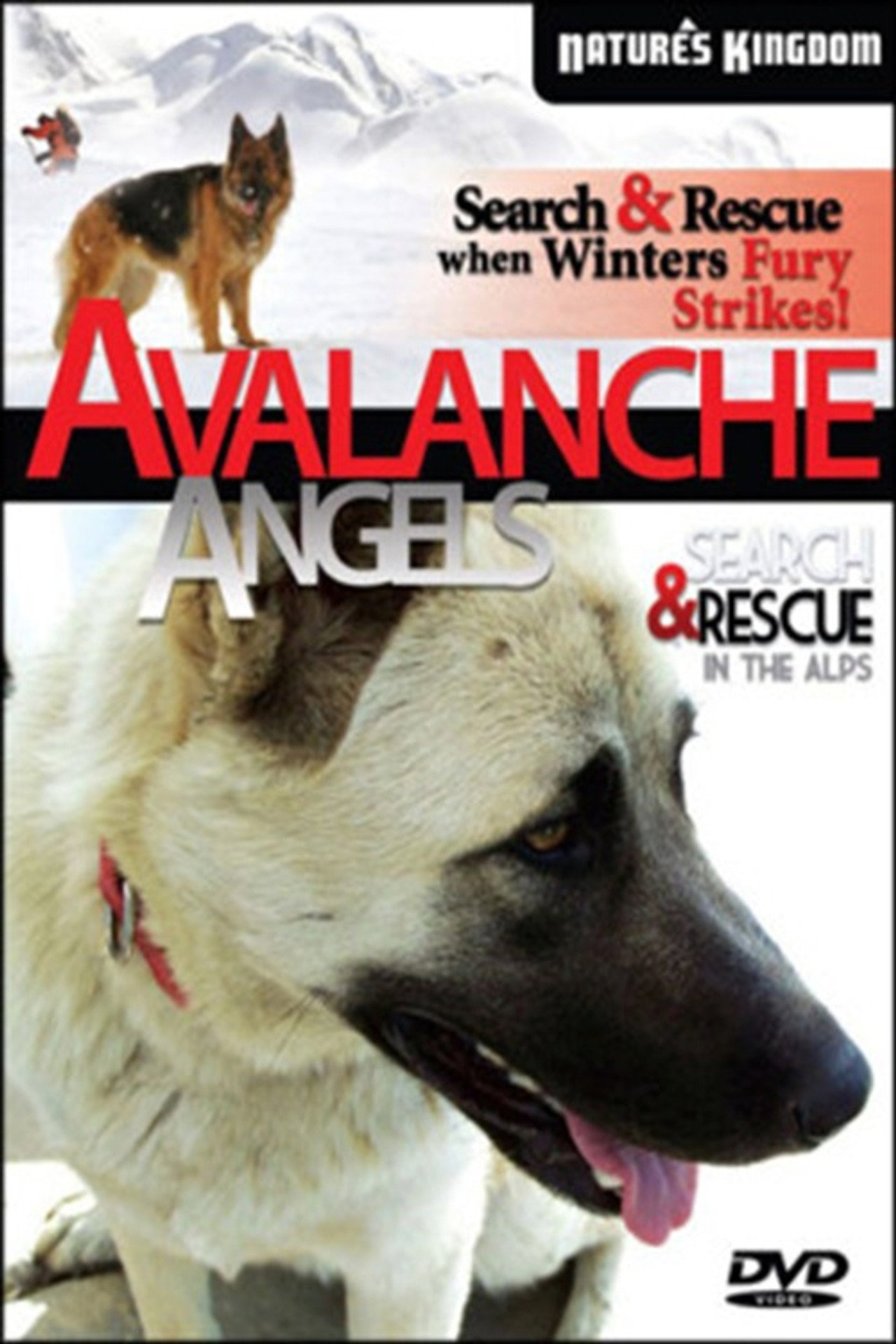 Avalanche Angels filmaffisch