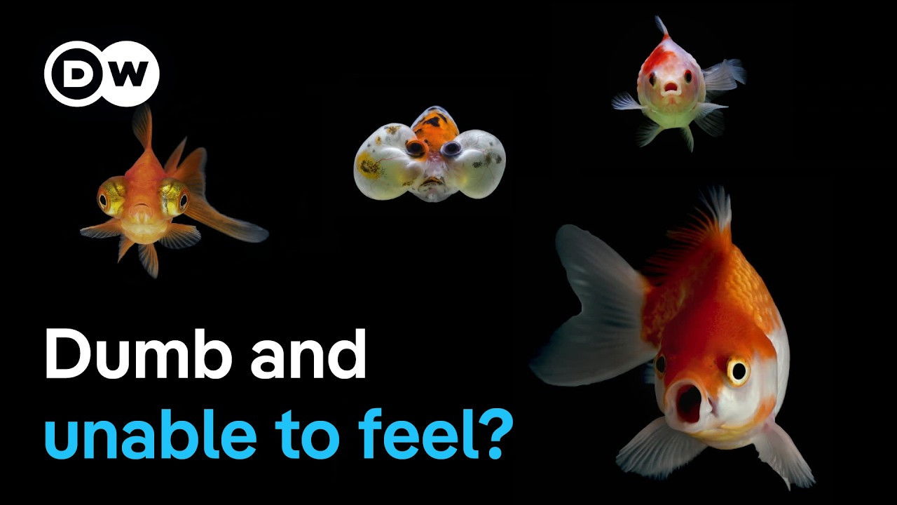 DW Documentary — Épisode 94