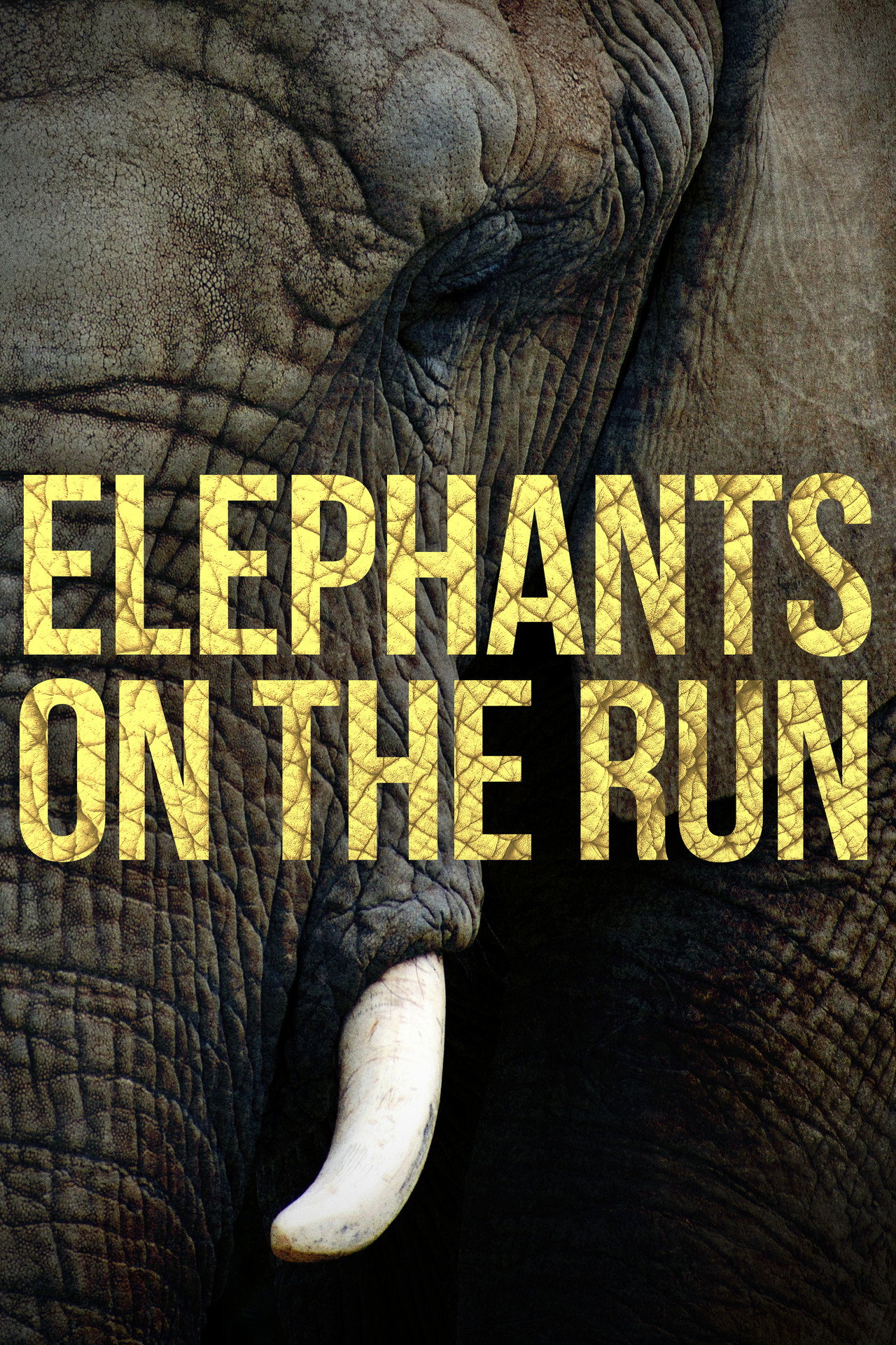 Elephants on the Run filmaffisch