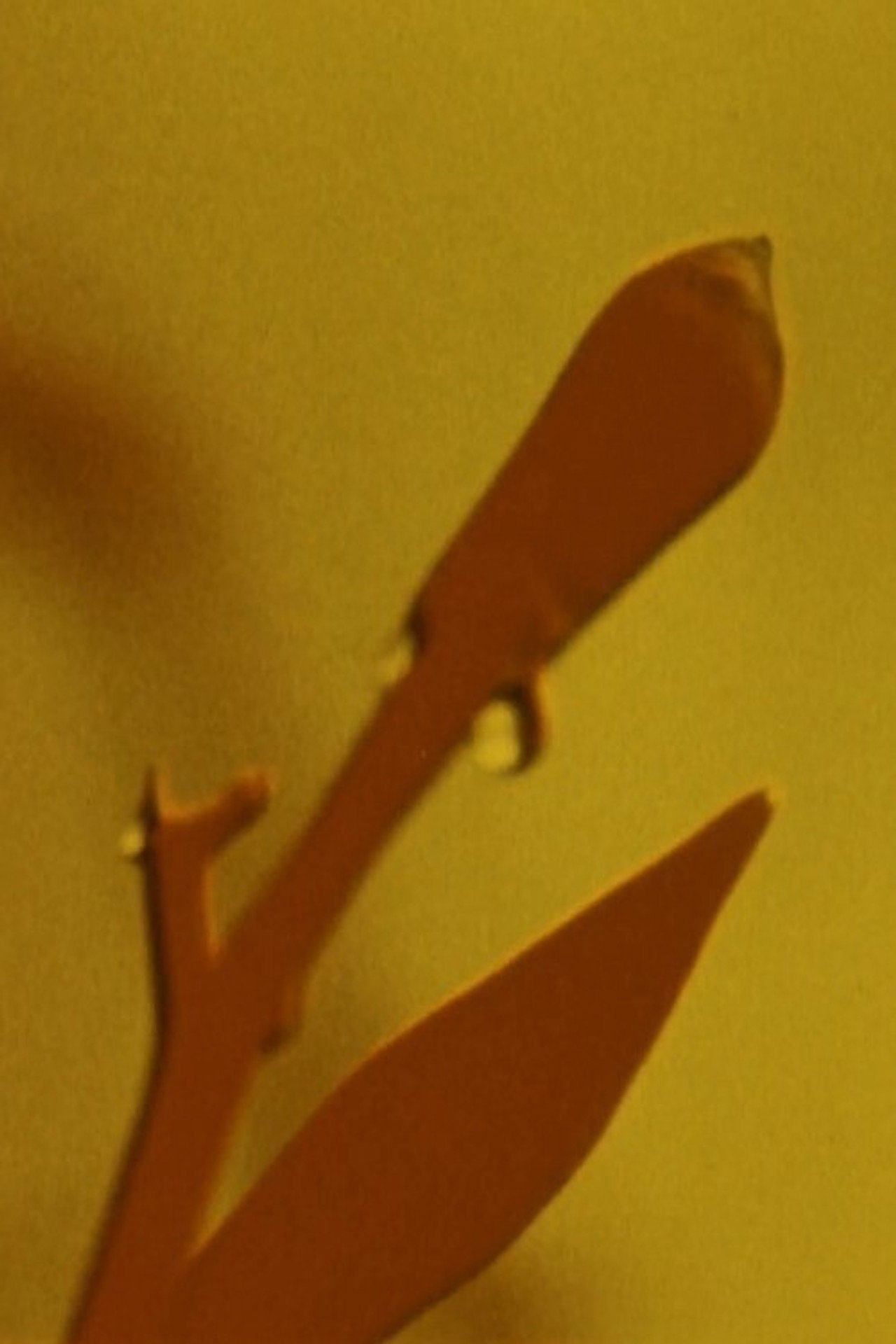 Adams Film Backdrop
