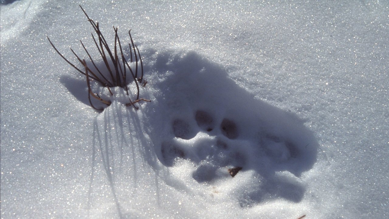 Nature - Season 23 Episode 5 : Silent Roar: Searching for the Snow Leopard