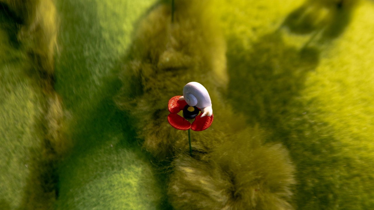 Une Coquille sur le Coquelicot