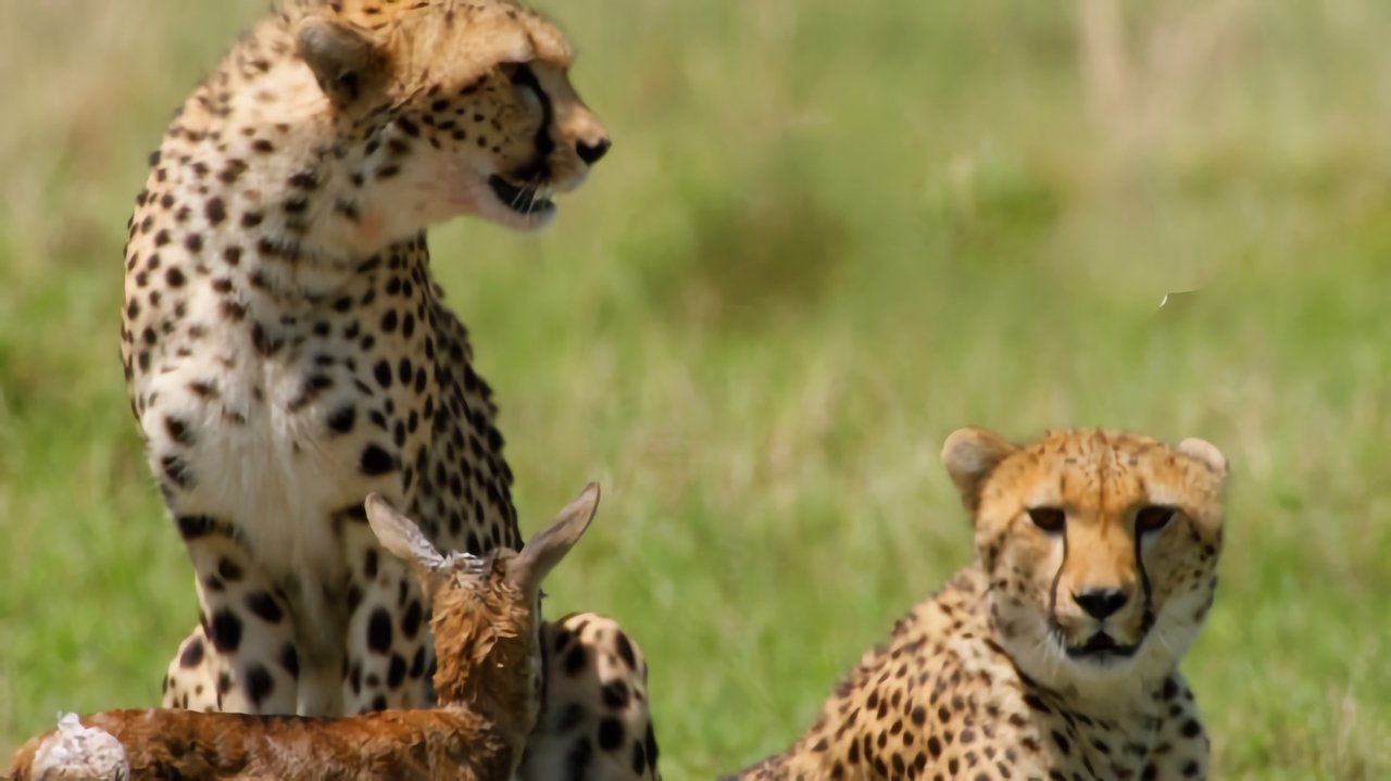 Africa's Wild Geniuses