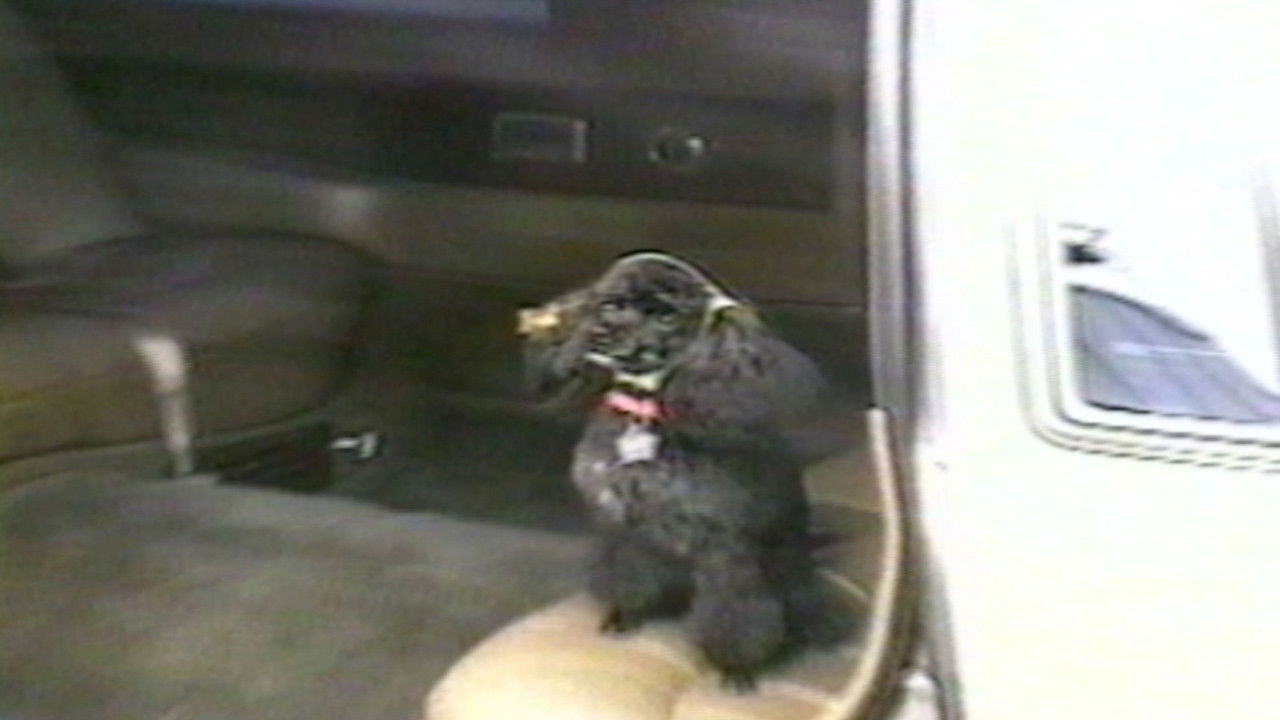 Funniest Pets & People — Épisode 7