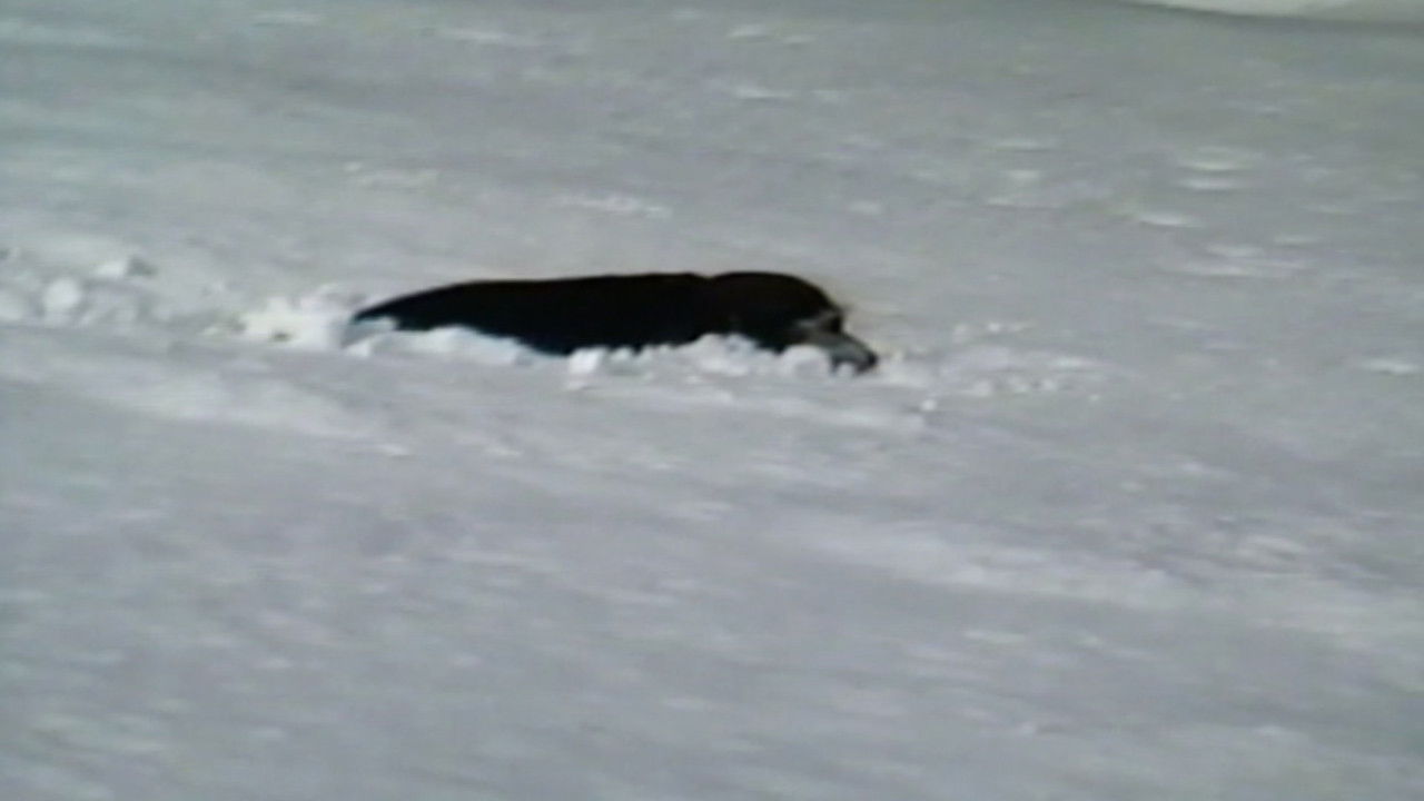 Funniest Pets & People — Épisode 7