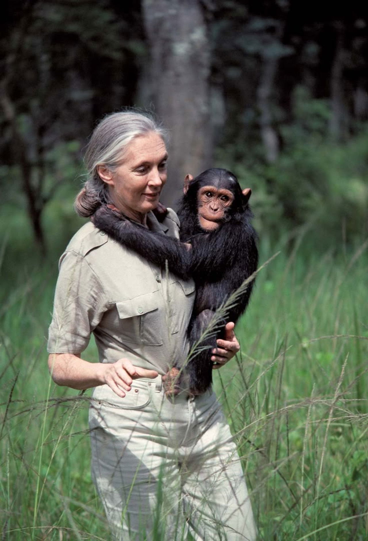 Jane Goodall: An Inside Look Backdrop