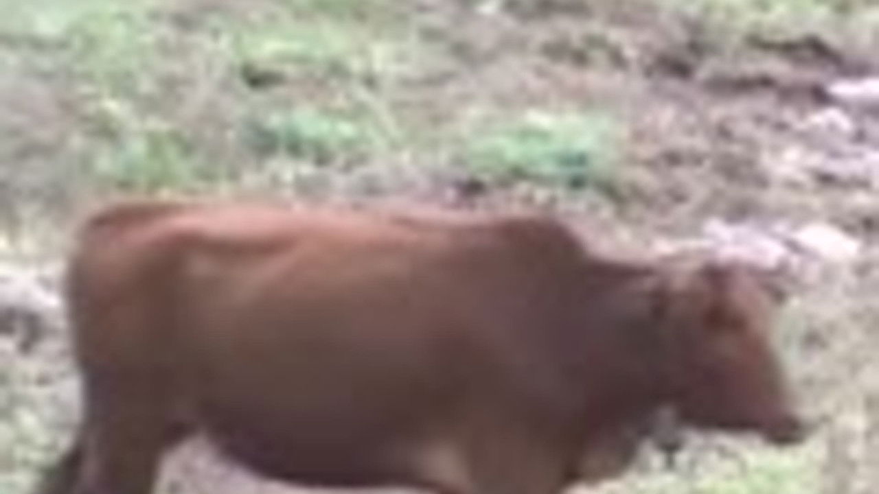 传奇故事 — Épisode 55