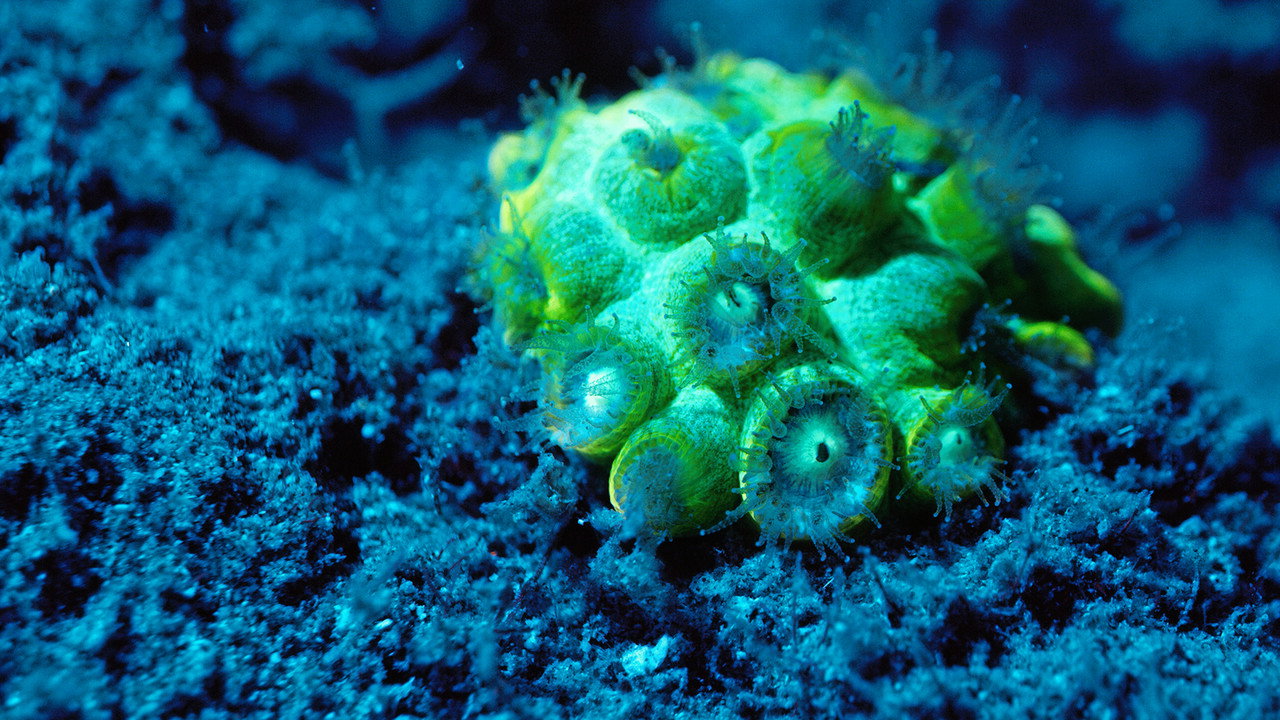 Ocean’s Breath still 3