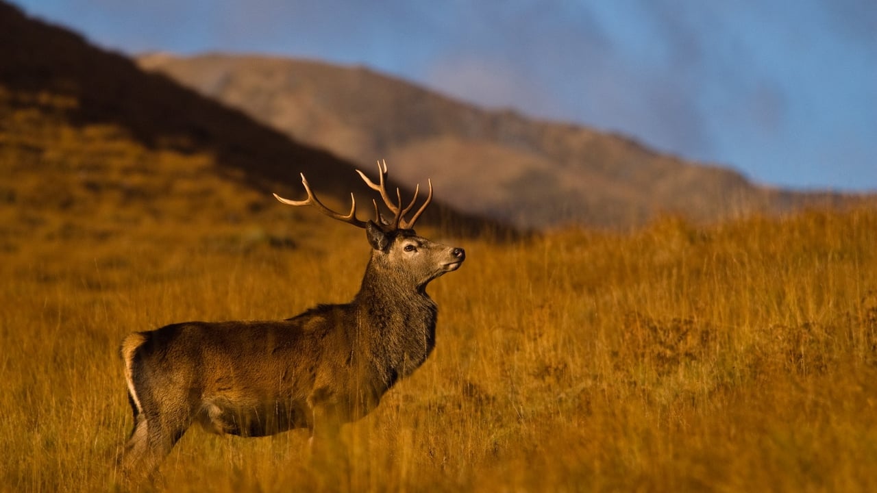 Cast and Crew of Highlands: Scotland's Wild Heart