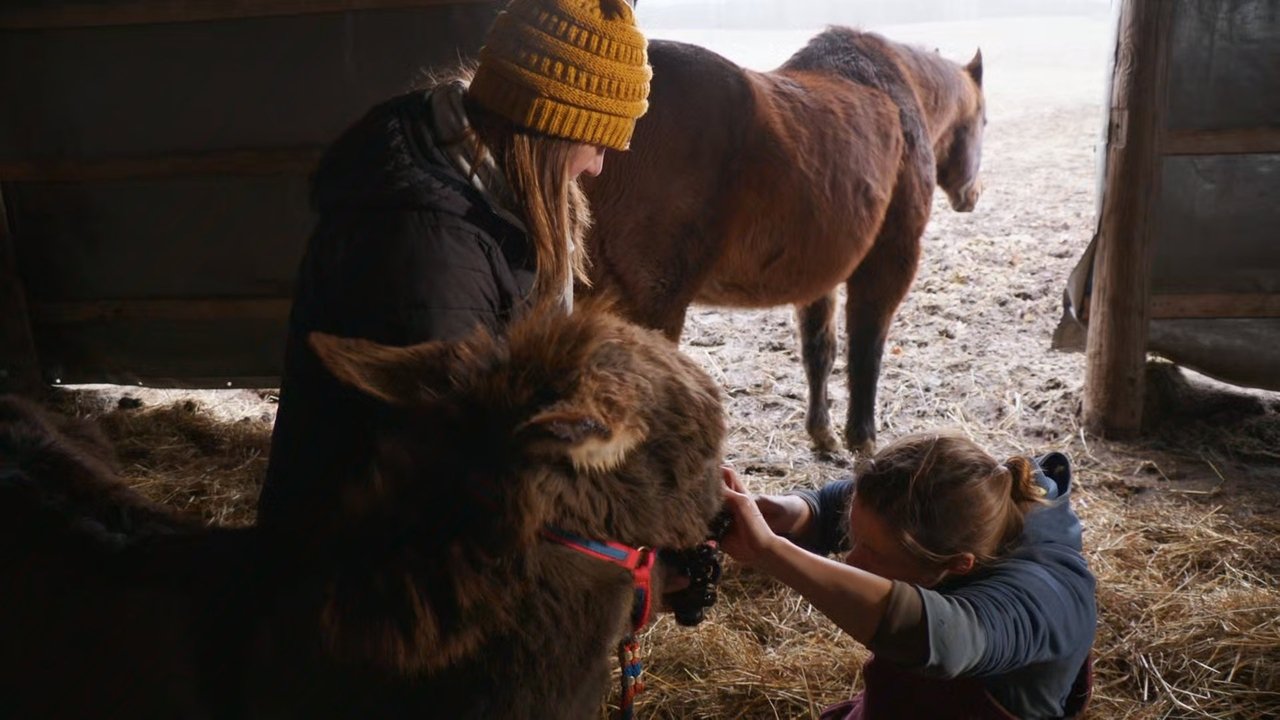 The Incredible Dr. Pol - Season 24 Episode 4 : A Ruff Patch