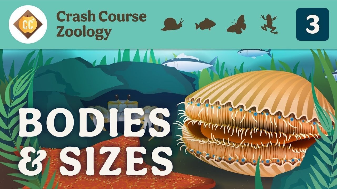 Diversity of Bodies & Sizes