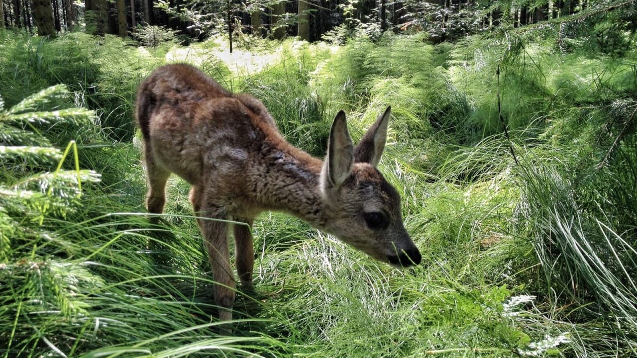 Scen från Heimat Natur