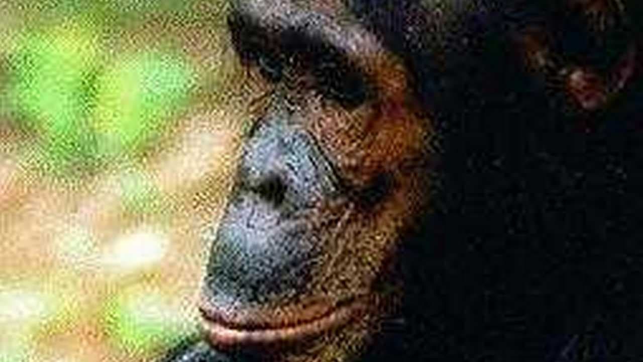 Scen från People of the Forest: The Chimps of Gombe