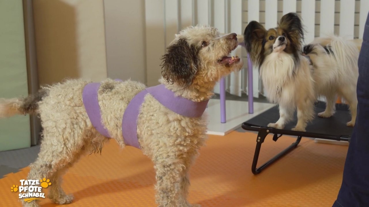 Tatze, Pfote, Schnabel - Season 3 Episode 7 : Episode 7