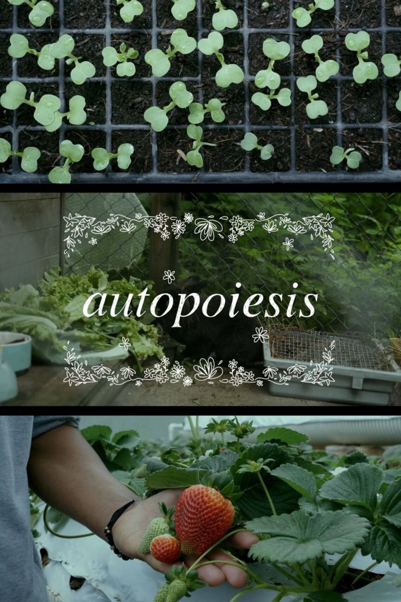 Autopoiesis Backdrop