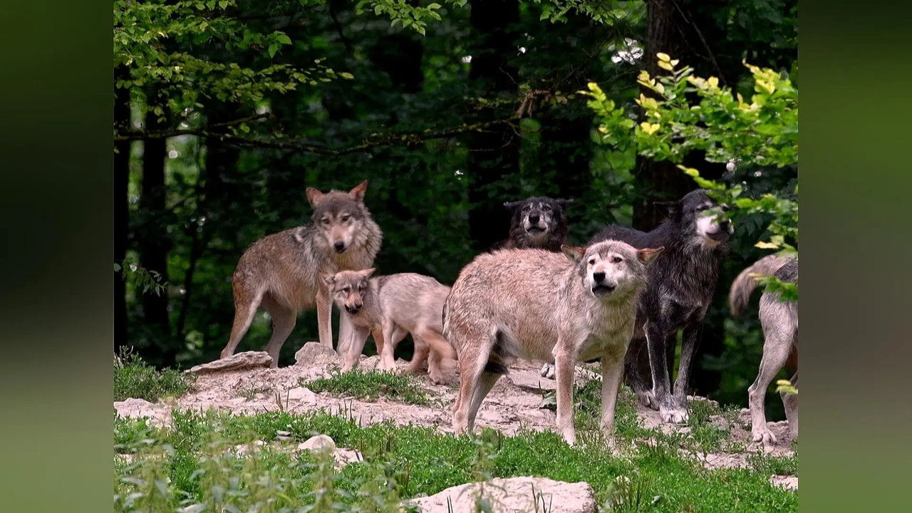 Wild Assassins — Épisode 6