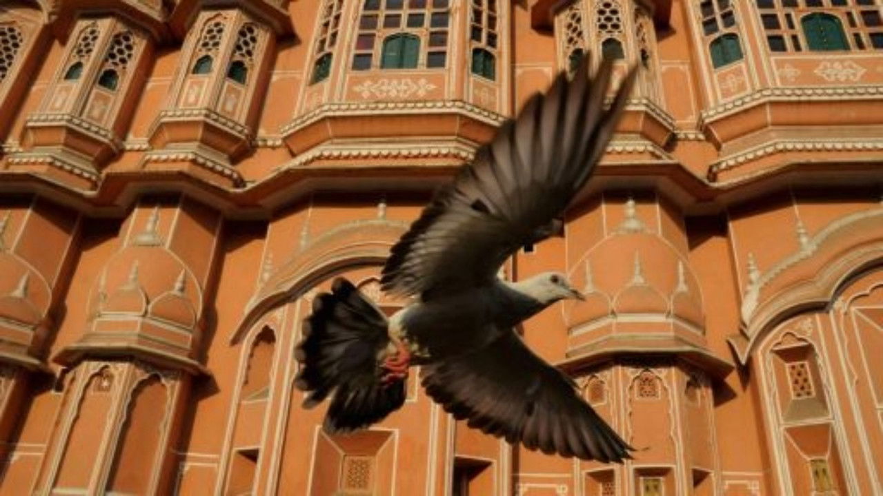 Nature - Season 32 Episode 5 : Earthflight: Asia and Australia