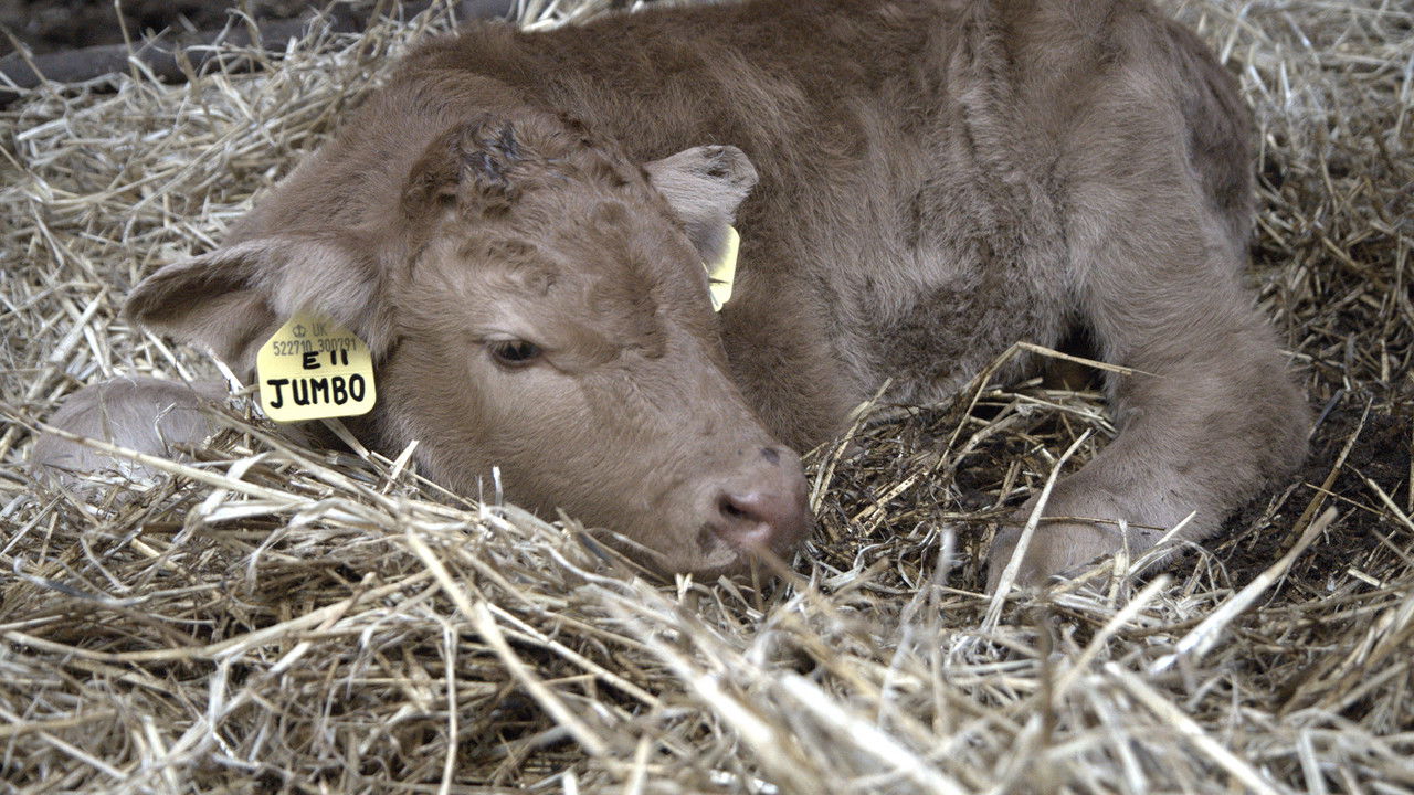 This Farming Life — Épisode 5