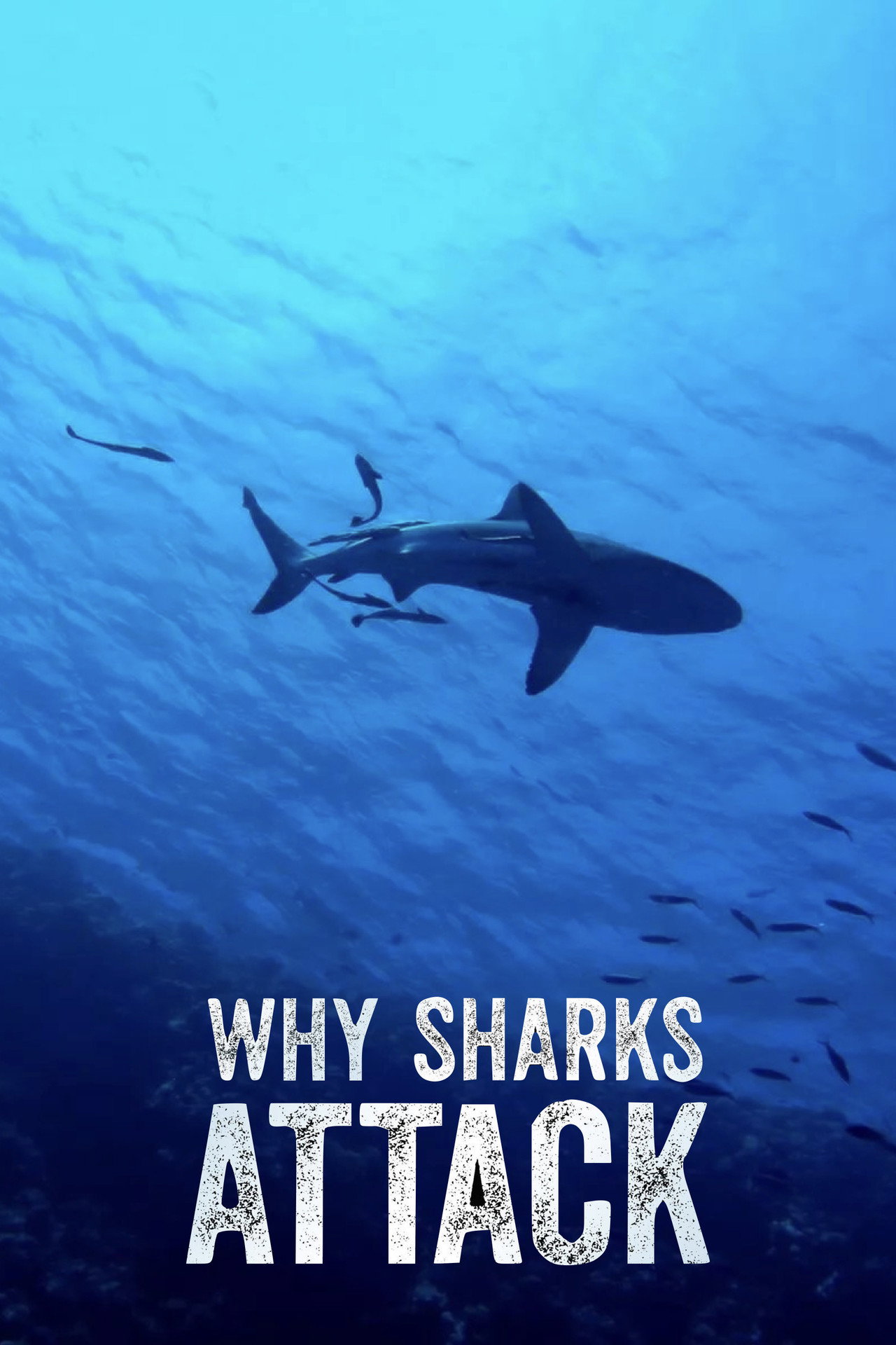 Why Sharks Attack filmaffisch