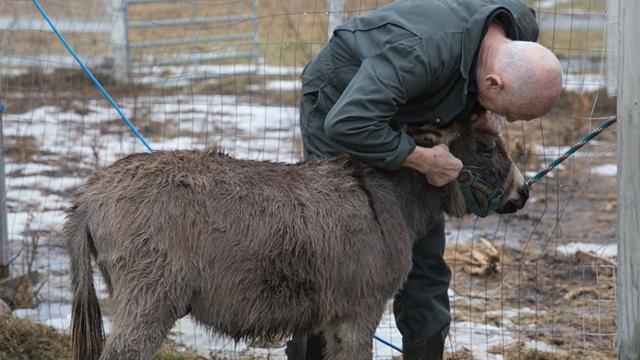 The Incredible Dr. Pol - Season 11 Episode 9 : Frosty the Pol-man