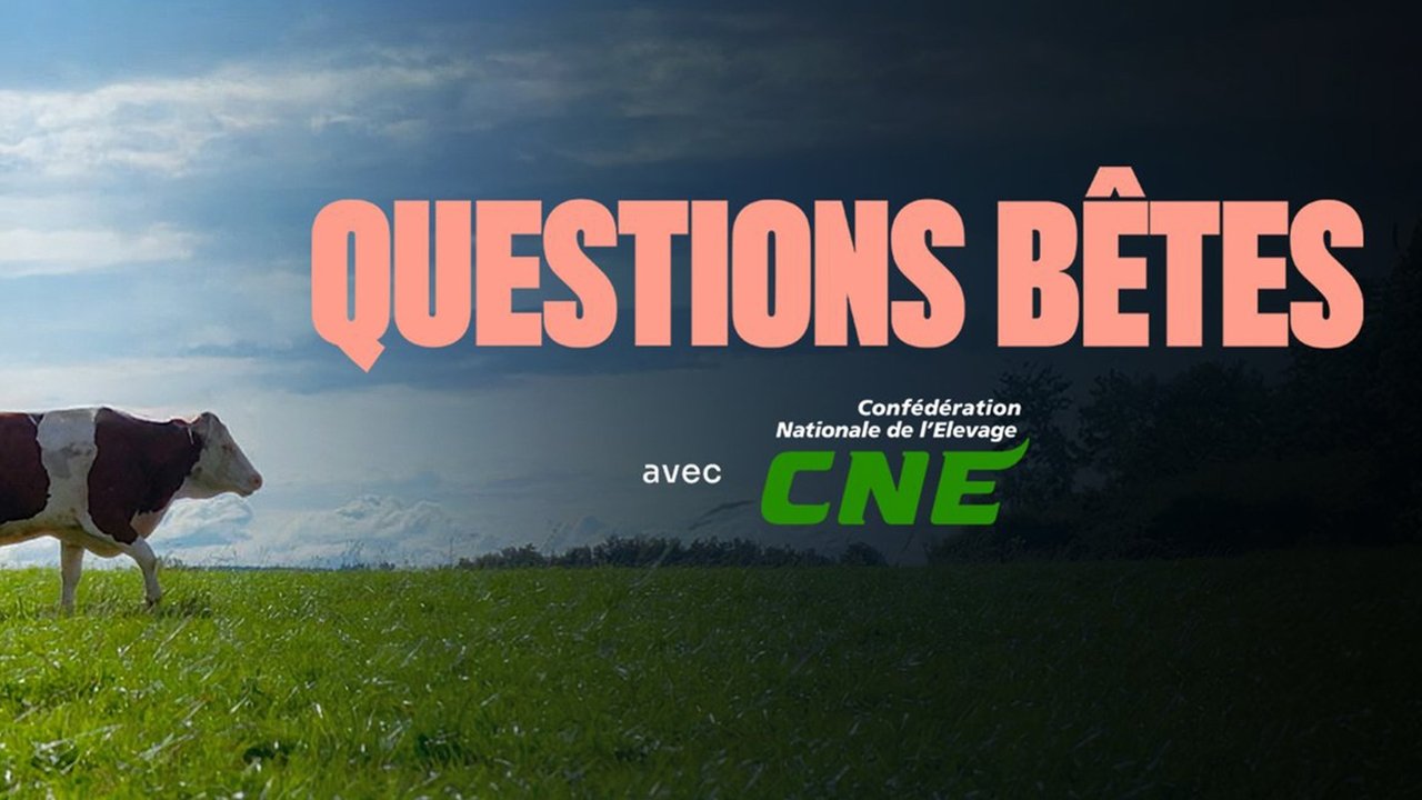Questions bêtes !