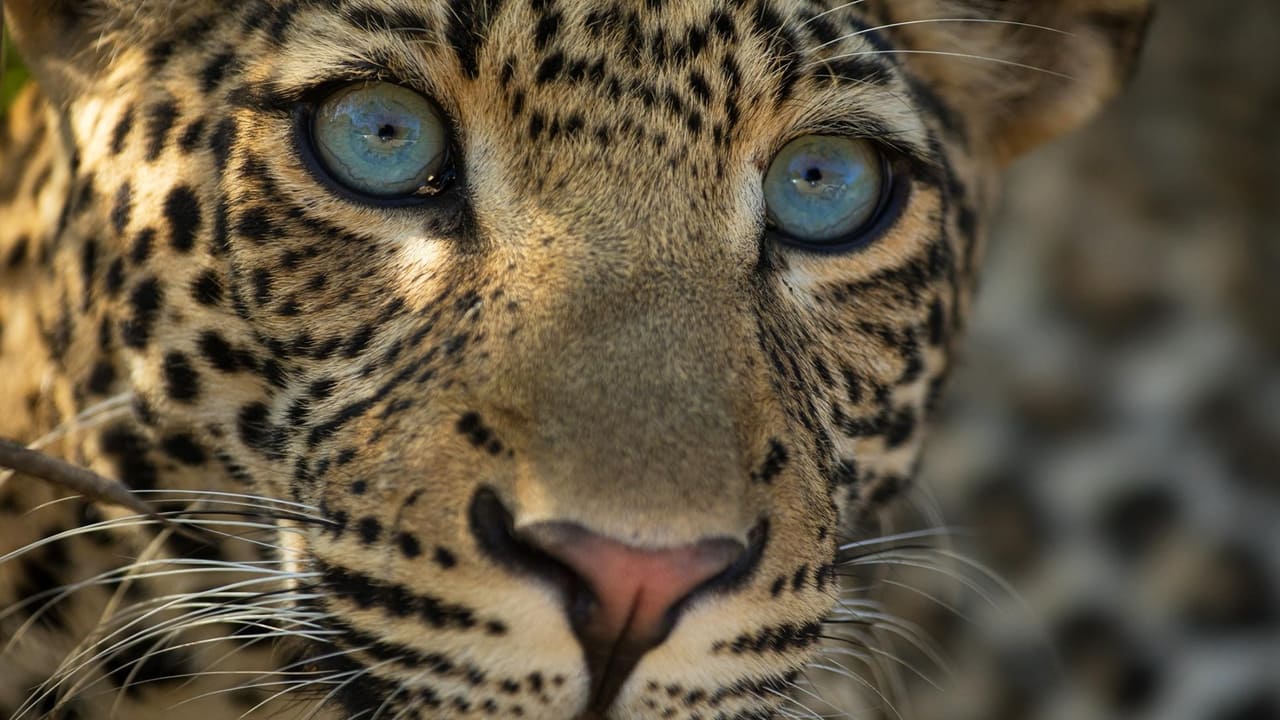 Nature - Season 39 Episode 11 : The Leopard Legacy