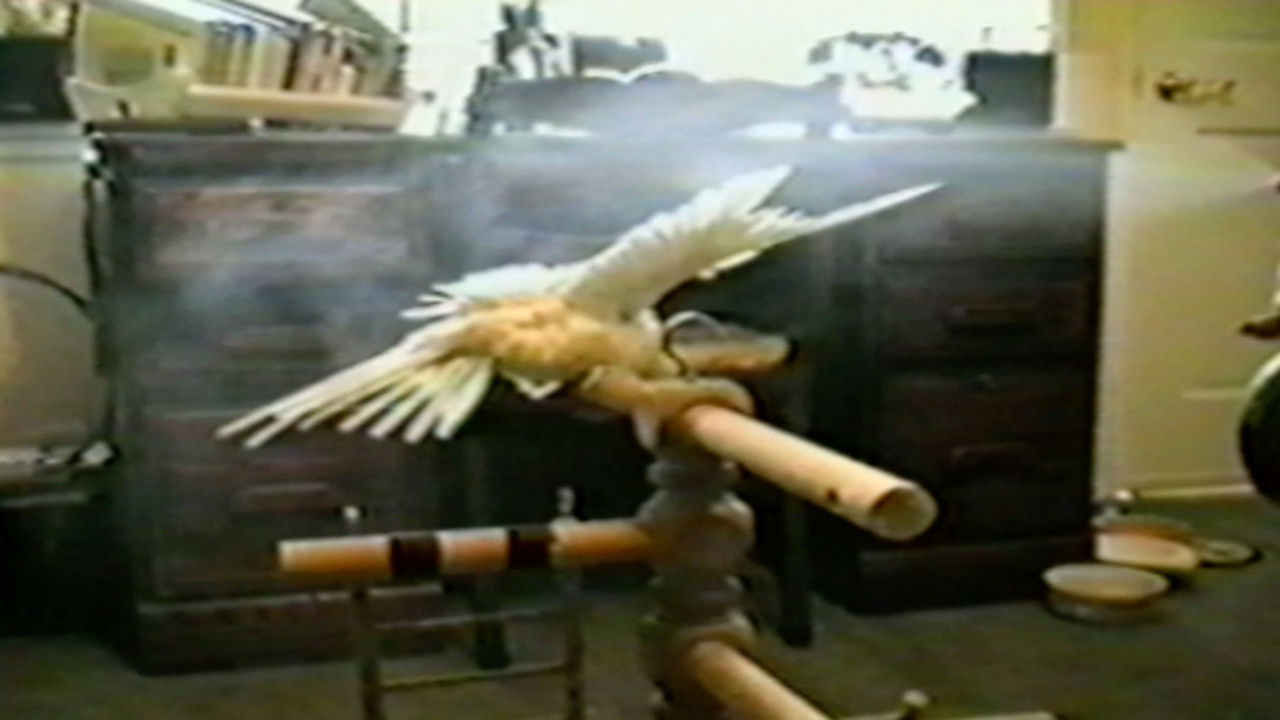 Funniest Pets & People — Épisode 7