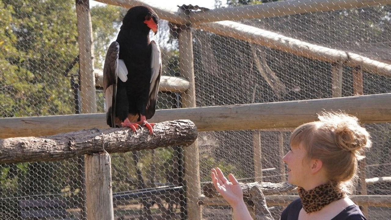 Paula und die wilden Tiere — Épisode 21