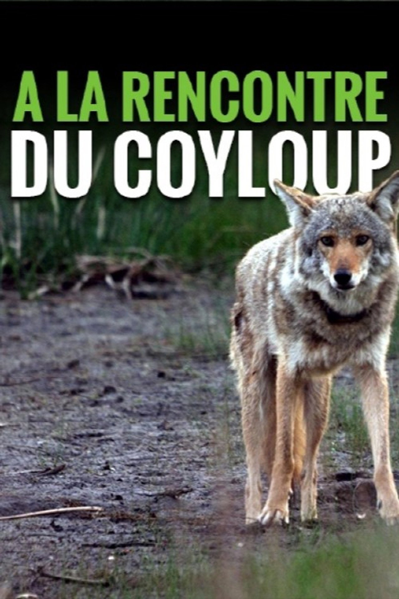 A la rencontre du coyloup filmaffisch