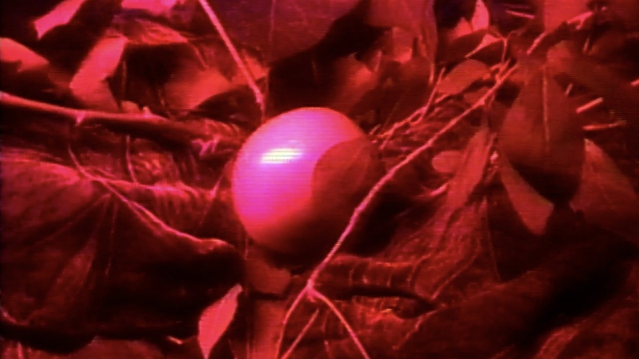 La ventana indiscreta