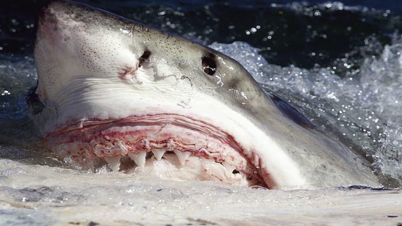 Scen från Killer Sharks : The Attacks Of Black December
