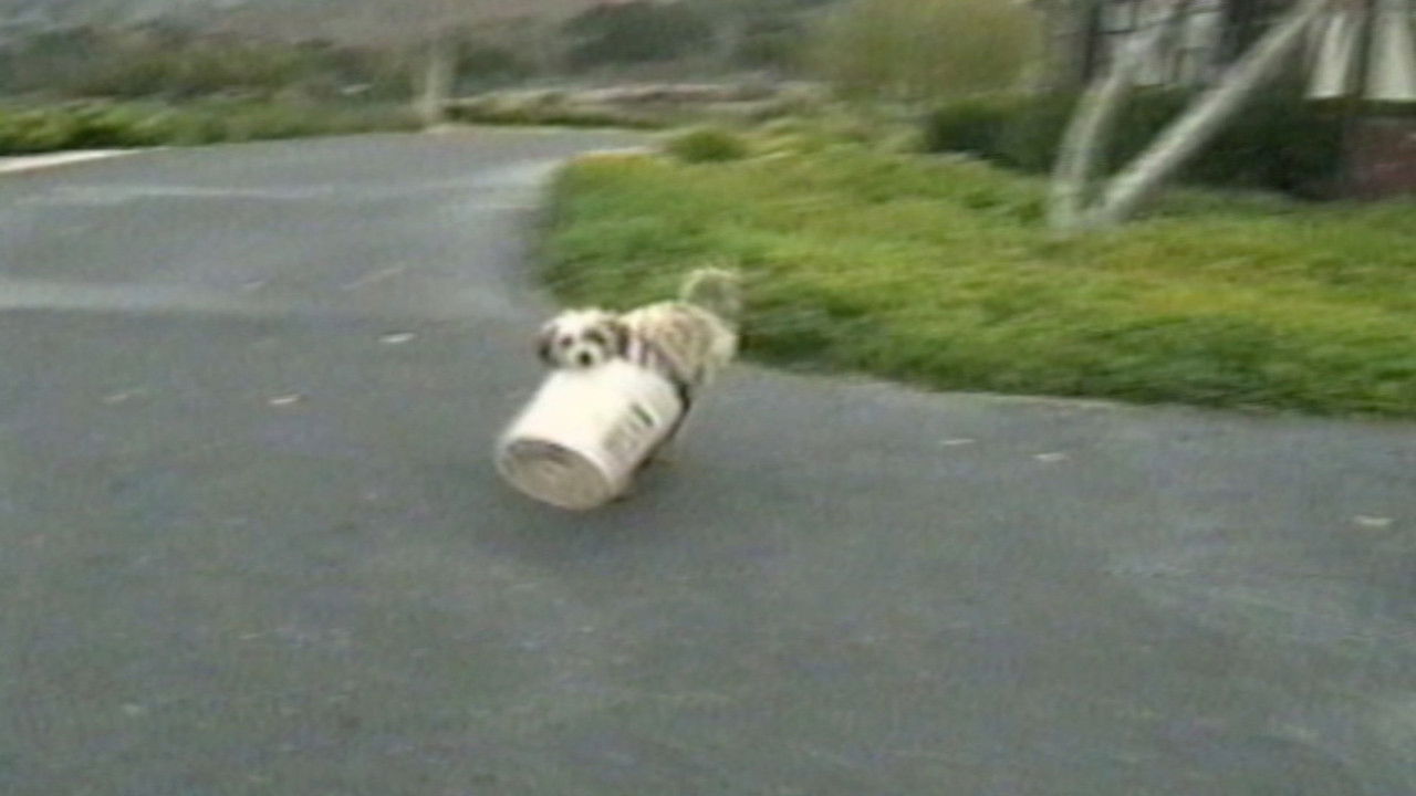 Funniest Pets & People — Épisode 2