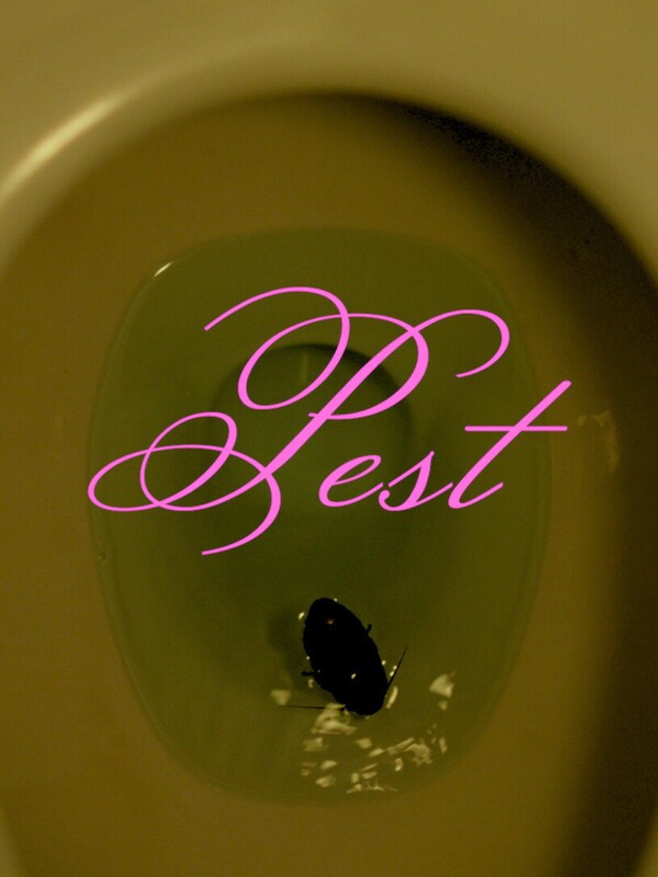 Pest filmaffisch