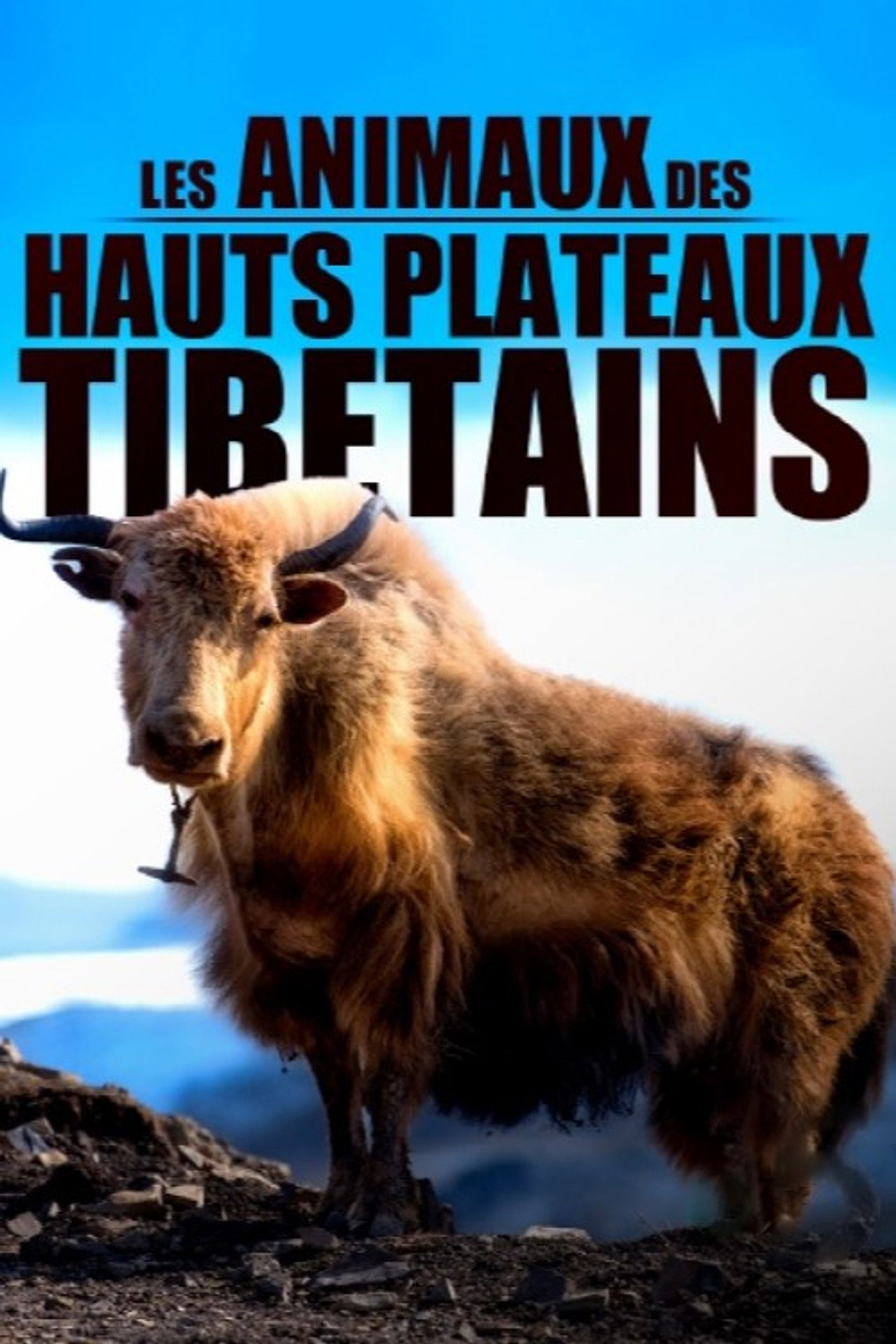 Les animaux des hauts plateaux tibétains filmaffisch
