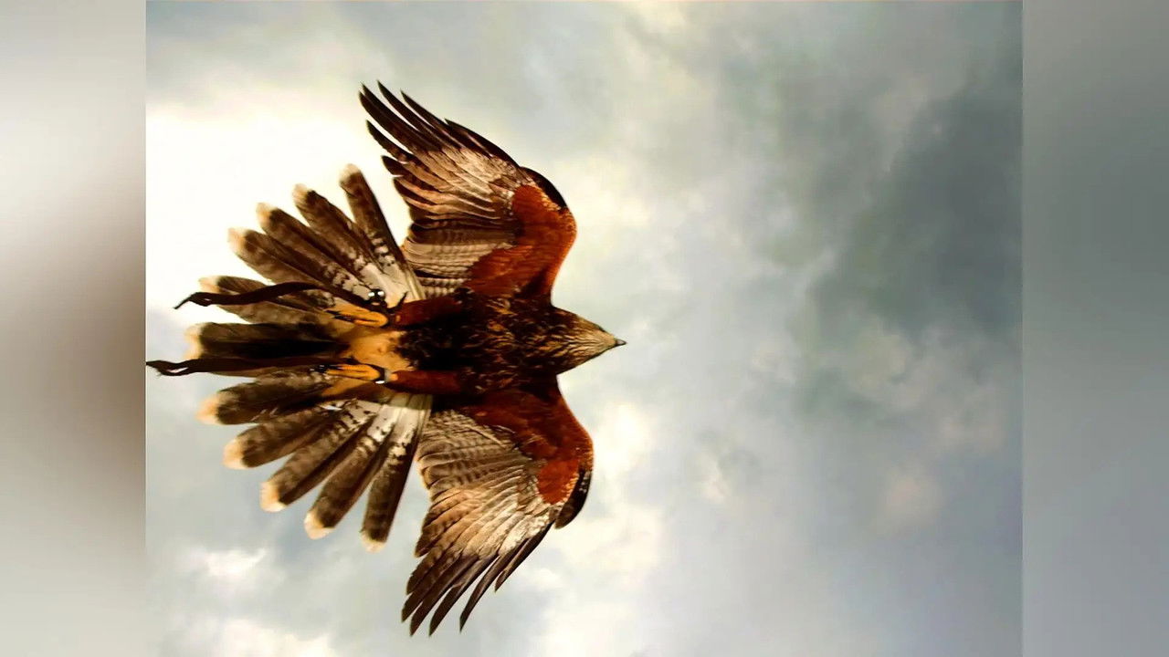 Wild Assassins — Les rois de la fête