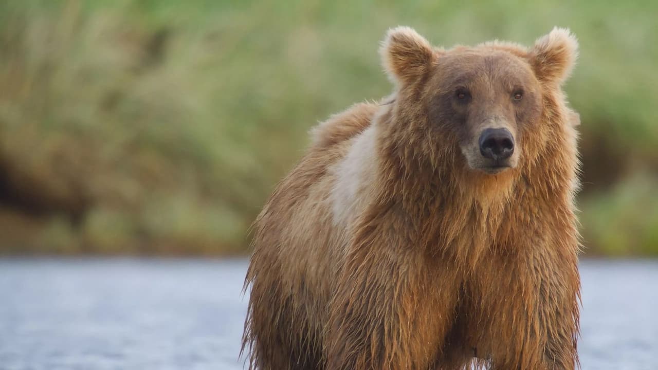 Alaska's Giant Bears (2023)
