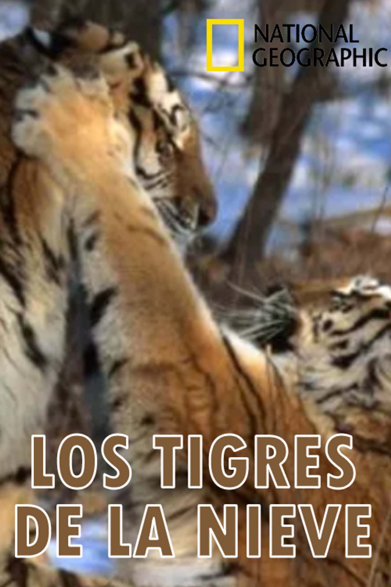 Los tigres de la nieve filmaffisch