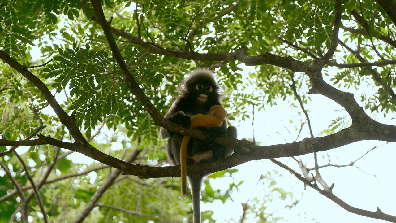 Robinson - Season 25 Episode 36 : Episode 36