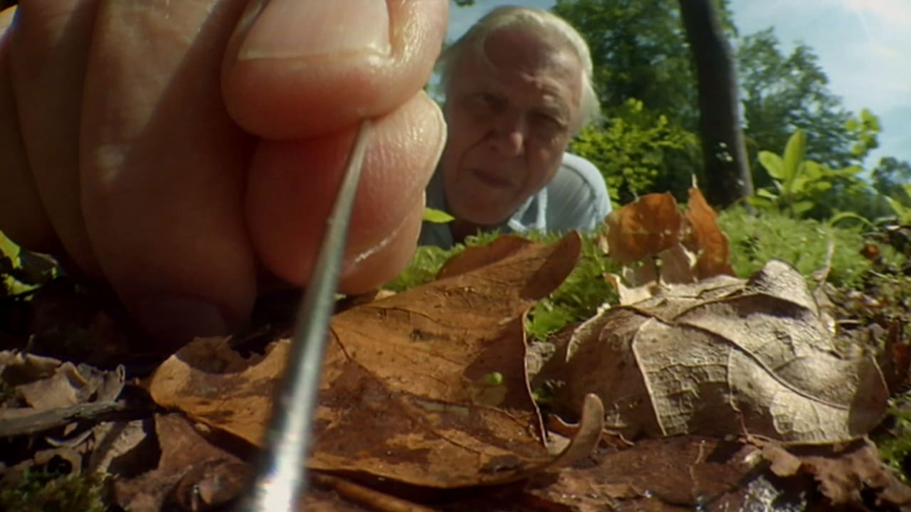 Nature - Season 31 Episode 5 : Attenborough's Life Stories: Life on Camera