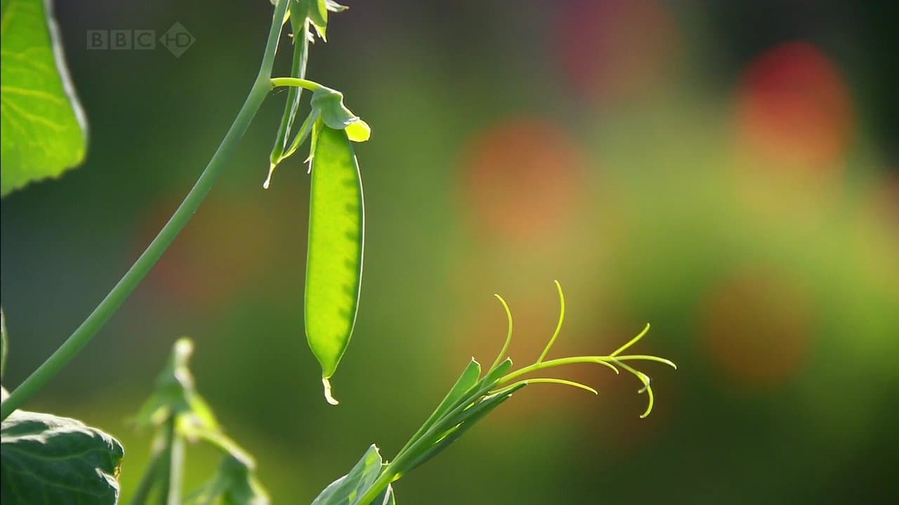 Charles Darwin and the Tree of Life background