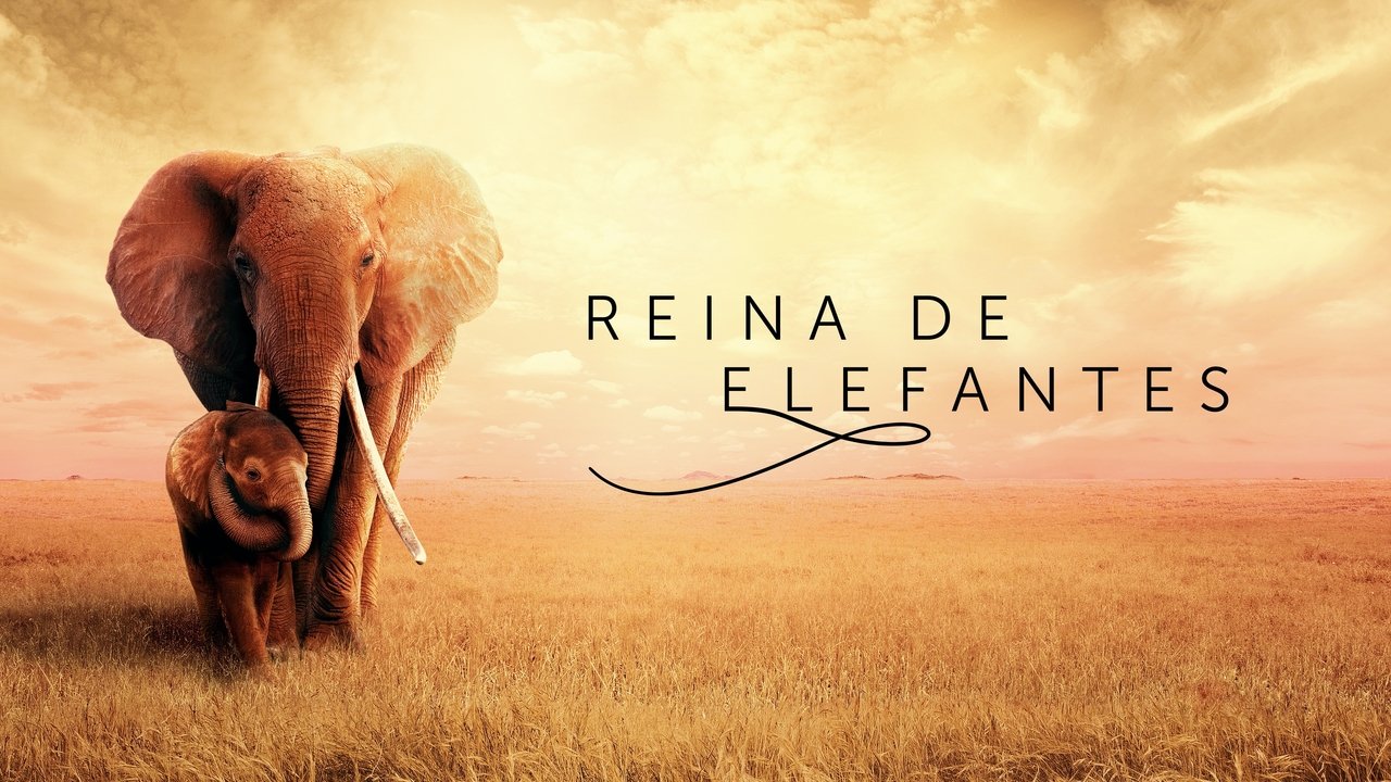 The Elephant Queen background