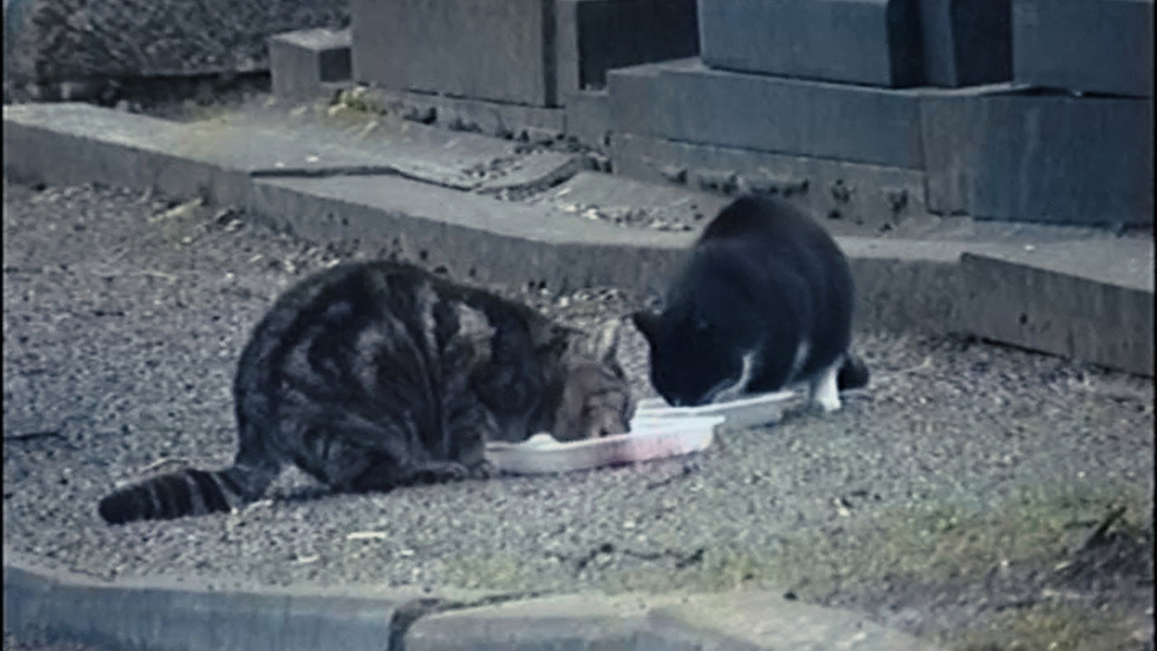 All Cats Are Bastards still 3