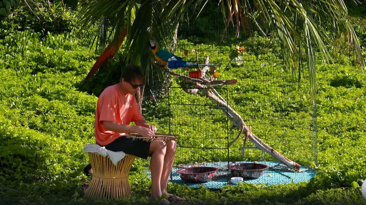 Звёзды в джунглях — Épisode 8