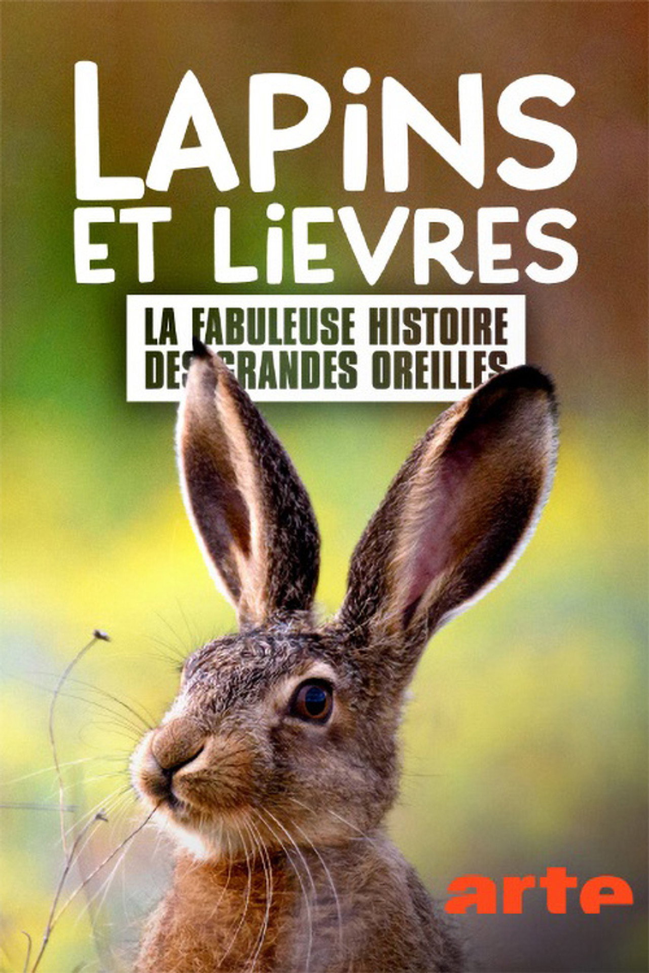 Lapins et lièvres - La Fabuleuse histoire des grandes oreilles filmaffisch