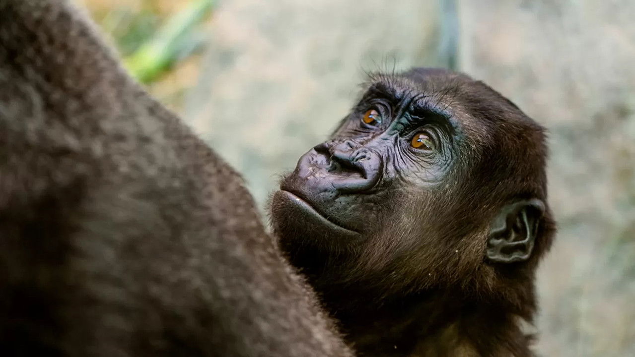 Het Echte Leven in de ZOO — Épisode 4