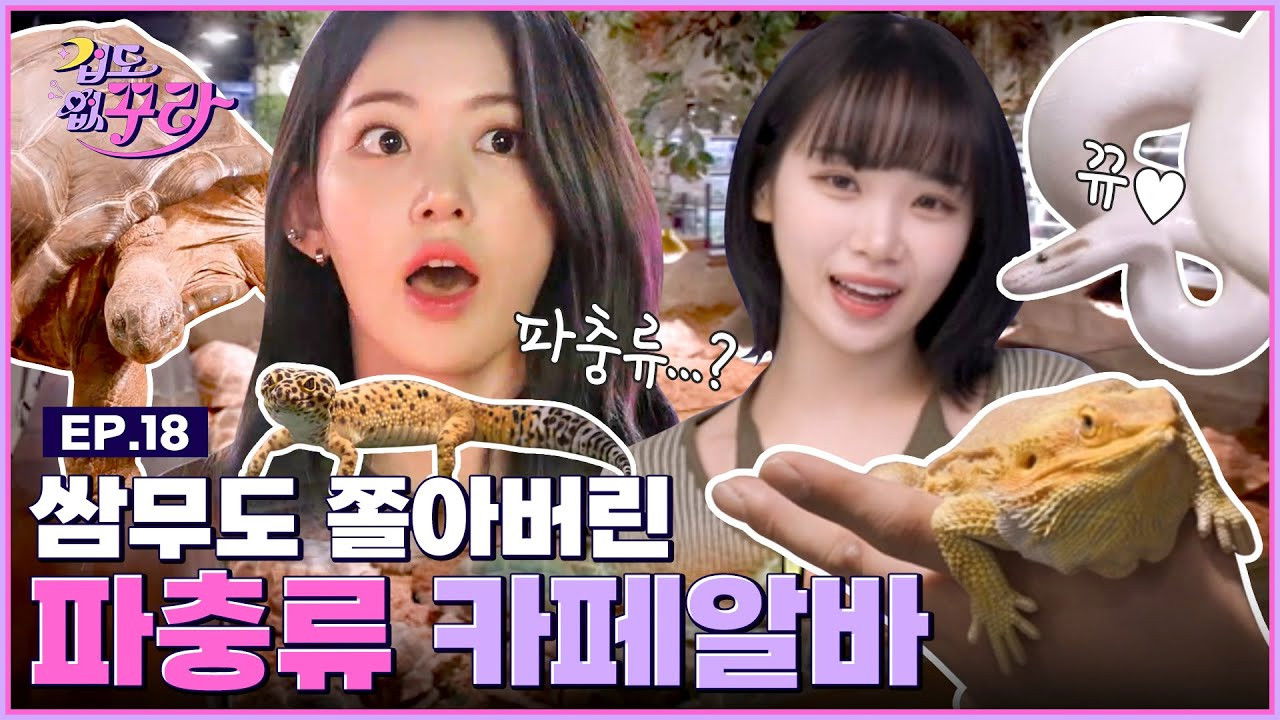 Sakura X Chaewon 🐢From tortoises to snakes🐍 Reptile cafe challenge
