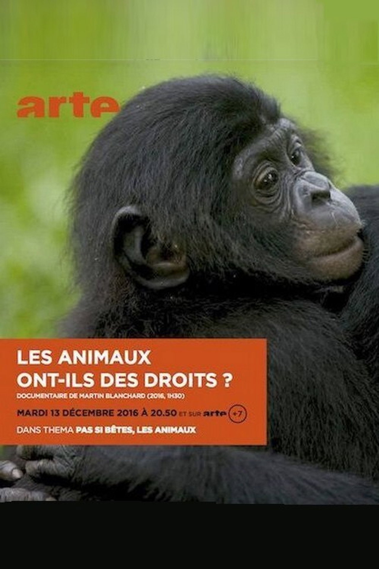 Les animaux ont ils des droits? filmaffisch